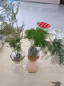中夢【水培文竹】室內(nèi)綠植花卉盆栽水培植物青客廳水培盆景 三年文竹+風(fēng)信子玻璃瓶 曬單實(shí)拍圖