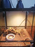 REPTIZOO爬寵UVA加熱燈爬蟲(chóng)蜥蜴刺猬烏龜曬背陶瓷加熱燈用品 日光UVA雨林燈 75W 曬單實(shí)拍圖