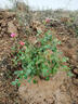 黛陌歐月花苗藤本月季花苗爬藤月季庭院陽(yáng)臺盆栽地栽薔薇花玫瑰花苗 伊甸園 5年苗 曬單實(shí)拍圖