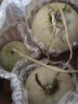 魯禧山東玫瓏蜜瓜 網(wǎng)紋密瓜冰淇淋口感 當季鮮鮮水果網(wǎng)紋蜜瓜新鮮香甜 9斤裝 凈重8.5-9斤【家庭共享】 曬單實拍圖
