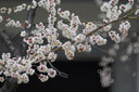 圖麗（TOKINA） SZX SUPER TELE 400mmF8 MF超遠(yuǎn)攝長焦甜甜圈折返鏡頭全畫幅手動(dòng)對焦相機(jī)鏡頭 官方標(biāo)配 索尼E卡口 曬單實(shí)拍圖