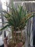 金邊吊蘭水培植物盆栽室內(nèi)綠植花卉好養(yǎng)植物四季客廳清新空氣花草 大棵金邊吊蘭【兩棵】含玻璃花瓶 不含盆 曬單實拍圖