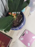皓謙仙人球金琥金虎盆栽室內(nèi)多肉植物仙人掌類室內(nèi)辦公桌大號(hào)金琥盆栽 金琥仙人球 直徑約24cm 含盆 曬單實(shí)拍圖