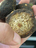 雄在【原種大瑪咖高海拔】高原干果瑪卡瑪咖粉馬卡切片泡酒泡茶補(bǔ)防秘魯黑瑪卡種植環(huán)境非進(jìn)口官方 精選大果瑪咖250克【整果】 曬單實(shí)拍圖