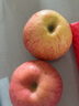 遇見(jiàn)憫農沙漠冰糖心蘋(píng)果當年新蘋(píng)果脆甜新鮮水果健康輕食生鮮紅富士蘋(píng)果 冰糖心蘋(píng)果（凈重4.5斤） （果很小不推薦）60mm起 曬單實(shí)拍圖