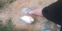 璟勝 紅鯧昌魚(yú)鉤防咬線(xiàn)子線(xiàn)鋼絲雙鉤魚(yú)鉤伊勢尼專(zhuān)用對勾雙鉤釣甲魚(yú)勾 鋼絲子線(xiàn)伊勢尼鉤（10付）【 雙鉤】 9號 曬單實(shí)拍圖