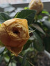 御春閣 帶花苞 歐洲 微型 花卉玫瑰 花盆栽室內陽(yáng)臺盆栽 玫瑰花苗  桔色玫瑰3-4棵裝帶花苞（原盆原土發(fā)貨） 曬單實(shí)拍圖