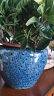 裕轩堂欧式孔雀蓝花盆陶瓷高款客厅室外阳台个性绿植家用室内阳台带托盘 HX363孔雀蓝 大 实拍图