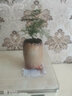 御春閣文竹盆栽植物室內(nèi)辦公室綠植花卉盆栽盆景四季常青小盆栽綠植樹苗 中苗紅盆文竹【高度25厘米左右】原盆原土 曬單實(shí)拍圖