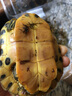 御聚源 深水寵物龜 清潔烏龜長(cháng)壽龜黃耳吃糞龜家養寵物觀(guān)賞小烏龜淡水 7-8厘 情侶龜1對(2只) 曬單實(shí)拍圖
