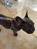 puppytie狗狗牽引繩背心式遛狗繩泰迪狗繩子調節(jié)牽引繩中小型犬胸背帶 牛仔藍-胸背+牽引繩 S-小型 建議8-16斤 曬單實拍圖
