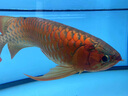 boxtech魚缸燈led燈龍魚燈水族箱專用照明燈增艷增色燈金魚燈水草防水燈 T8系列-20W增艷燈92cm燈管 曬單實(shí)拍圖