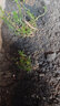 太陽(yáng)花苗盆栽重瓣帶根帶花苞四季開(kāi)花卉植物大葉馬陽(yáng)臺小盆栽 30棵8-10色（顏色隨機） 原土 曬單實(shí)拍圖