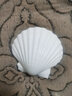 藍海精靈天然超大貝殼 獅爪貝 白色大貝殼地中海風(fēng)格酒吧柜臺裝飾道具魚(yú)缸 凹型 白色大扇貝8-10cm 曬單實(shí)拍圖