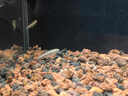 活體寵物一線(xiàn)飛狐魚(yú)活體 熱帶觀(guān)賞淡水寵物草缸工具除絲毛藻油膜黑毛藻 一線(xiàn)飛狐（2-3CM）2條裝 曬單實(shí)拍圖