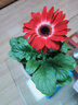 物鮮仙子 非洲菊盆栽扶郎花太陽(yáng)花重瓣多年生帶花苞家居室內外鮮花植物 大紅色原土原盆 曬單實(shí)拍圖