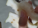 安徽正宗碭山梨青梨翠玉梨 順豐發(fā)貨 青皮梨子 現(xiàn)摘脆甜水果 9斤[人工精選梨子] 順豐快遞[禮盒包裝] 曬單實(shí)拍圖