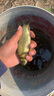 威聯(lián)盟威聯(lián)盟NC03鯽鯉綜合魚漂納米浮漂高靈敏醒目魚浮魚標(biāo)釣魚漁具 曬單實(shí)拍圖