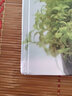 水草栽培與造景 化學(xué)工業(yè)出版社 無(wú) 著(zhù)作 白明 編者 書(shū)籍 曬單實(shí)拍圖