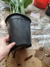 天堂鳥(niǎo)客廳大型植物盆栽旺宅落地式大葉花卉鶴望蘭室內除甲醛綠植 今日特價(jià)天堂鳥(niǎo)80-90cm加侖盆送專(zhuān)用肥 含盆 曬單實(shí)拍圖