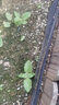 壽禾 冰菜種子苗水晶冰草四季秋種植蔬菜種籽 濰育濰豐冰菜種子2000粒 曬單實(shí)拍圖