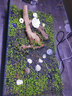 云峰海瑞魚(yú)缸造景套餐魚(yú)缸裝飾活體水草泥陶粒砂底砂對葉牛毛水草種子 杜鵑根造景 40cm套餐 曬單實(shí)拍圖