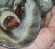 安滋初 【順豐次日達】新鮮甲魚(yú)裙邊滋補煲湯食材即食酒樓會(huì )所家宴招待 甲魚(yú)裙邊 優(yōu)選甲魚(yú)裙邊3斤裝 曬單實(shí)拍圖