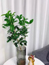 水培四季桂花樹苗陽臺盆栽室內(nèi)水養(yǎng)濃香型花卉室內(nèi)辦公桌好養(yǎng)植物 桂花單發(fā)植物30-40厘米+吊牌 曬單實(shí)拍圖