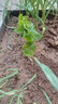壽禾 苦瓜苗秧苗種苗帶土蔬菜苗種苗壽光本地特大冬春季菜苗幼苗苗子 【苗】苦瓜苗 5棵 曬單實(shí)拍圖