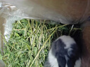 映棠苜蓿草兔草兔子食物草料荷蘭豬草料飼料紫花蓿目草牧草鮮蔬兔糧 1000g5A級精選苜蓿草 曬單實拍圖