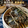 【活蟹】蟹爽爽六月黃大閘蟹鮮活特大螃蟹童子蟹香辣蟹海鮮禮盒 【公蟹】六月黃3.0-3.3兩10只禮盒 精挑豪華鮮活大閘蟹禮盒 曬單實(shí)拍圖