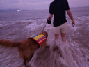 TOUCHDOG寵物狗狗游泳衣救生衣夏海邊泳池戶外安全牽引大中小型犬 黃色 L碼【建議30-55斤】 曬單實拍圖