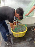 漁醫師水產(chǎn)養殖蝦青素白對蝦抗應激海參魚(yú)蝦蟹誘食增色促長(cháng)海洋紅酵母 【濃縮蝦青寶】20斤 曬單實(shí)拍圖