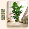 雙盟天堂鳥大型植物客廳綠植盆栽辦公室內(nèi)鶴望蘭好養(yǎng)落地網(wǎng)紅源頭直發(fā) 曬單實(shí)拍圖