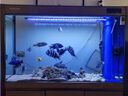 吉印三湖慈鯛魚燈鯛魚觀賞魚專用發(fā)色燈藍色增艷專業(yè)防水燈led燈顯色 93cm 功率27.8W適用93-105cm缸 曬單實拍圖