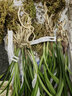 華香園綠植花卉蘭花苗【紅月】建蘭四季蘭辦公室內(nèi)盆栽鮮花多肉耐陰綠植 紅月 1棵2苗 不帶花苞 裸根發(fā)貨 曬單實(shí)拍圖