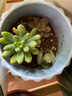 泰西絲多肉盆栽組合綠植花卉桌面擺件 隨機多肉12顆（不含盆）源頭直發(fā) 曬單實(shí)拍圖