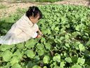戴維貝拉（DAVE＆BELLA）女寶寶風(fēng)衣兒童網(wǎng)紗拼接外套秋季新款小童上衣女童衣服幼童外衣 卡其色【現(xiàn)貨】 110 cm（建議身高100-110cm） 曬單實拍圖