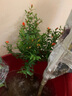 家中有果金桔樹(shù)盆栽綠植觀(guān)賞四季盆景帶果發(fā)貨室內外嫁接橘子果樹(shù)苗 五年苗帶果多 不含盆 曬單實(shí)拍圖