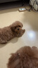 京狼圖騰泰迪幼犬 茶杯犬 純種狗狗活體泰迪寵物狗活體小狗活物貴賓 白色 曬單實(shí)拍圖
