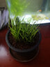 碧候蘭園微型盆景金錢菖蒲苗黃金姬虎須隨手香苗綠植水培迷你小盆栽蘭花草 四季開花:1盆六月雪帶紫色花苞 曬單實拍圖
