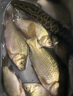 濃縮紅蟲(chóng)液誘魚(yú)劑魚(yú)開(kāi)胃野釣黑坑釣魚(yú)小藥正品濃腥釣魚(yú)餌四季通殺 體驗版【60ml】釣不過(guò)癮 曬單實(shí)拍圖