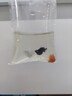 AIPHAROW高帆紅箭魚(yú)活體觀(guān)賞魚(yú)高鰭月光魚(yú)米奇胎生魚(yú)熱帶魚(yú)皮球瑪麗魚(yú)活體 金色+銀色+黑色皮球魚(yú)(各1條) 曬單實(shí)拍圖