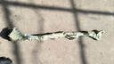 新疆香梨樹(shù)苗 嫁接梨樹(shù)苗 庫(kù)爾勒香梨樹(shù)苗 庫(kù)爾勒香梨苗南北方種植當(dāng)年結(jié)果果樹(shù)苗 5年苗(少量結(jié)果) 曬單實(shí)拍圖