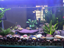 西游水族魚缸水族箱客廳小型迷你桌面免換水生態(tài)造景小金魚缸熱彎超白玻璃 長60*寬30*高35-云影群峰款造景全套 曬單實拍圖