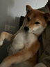 多尼斯（DOGNESS）狗狗胸背帶牽引繩中小型犬寵物遛狗鏈泰迪金毛狗繩子背心式 胸背帶  黑色 L (建議38-72斤) 曬單實(shí)拍圖