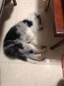 優(yōu)寵奇派純種寵物狗狗邊境牧羊犬活體幼犬邊牧犬幼崽隕石色紅色黑白色 賽級(jí) 公 曬單實(shí)拍圖