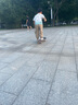 RMT滑板專(zhuān)業(yè)板雙翹板四輪短板刷街代步初學(xué)者成人男女生青少年兒童 Potrait 小潘 8.0英寸 曬單實(shí)拍圖