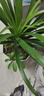 楓麥萱大型綠植龍須樹(shù)多頭龍血樹(shù)龍鐵樹(shù)室內客廳盆栽花卉植物辦公 60-70cm高【一顆】 曬單實(shí)拍圖