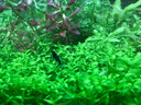 春瑞黑殼蝦水族箱水草缸清潔除藻工具淡水觀(guān)賞蝦大和藻蝦寵物活體飼料 藍寶石蝦10只+2只抵損耗 曬單實(shí)拍圖